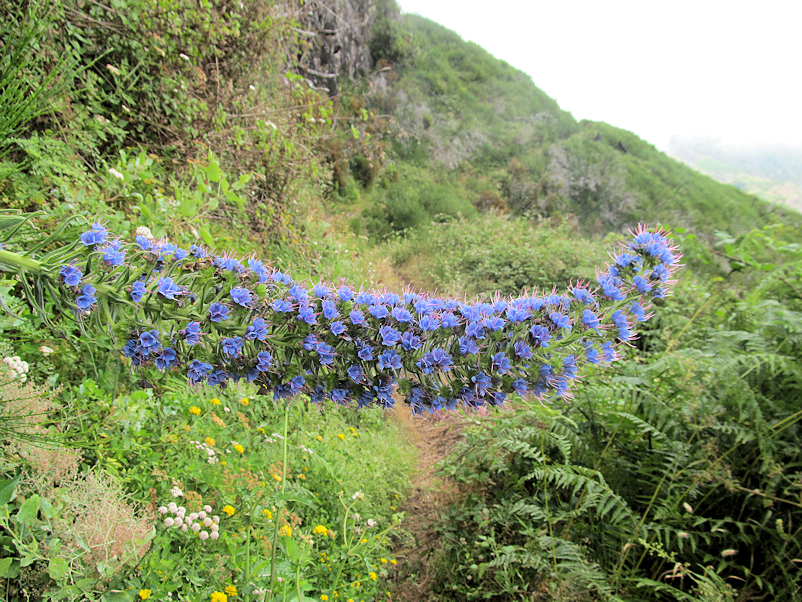 Madeira-Natternkopf am Königspfad